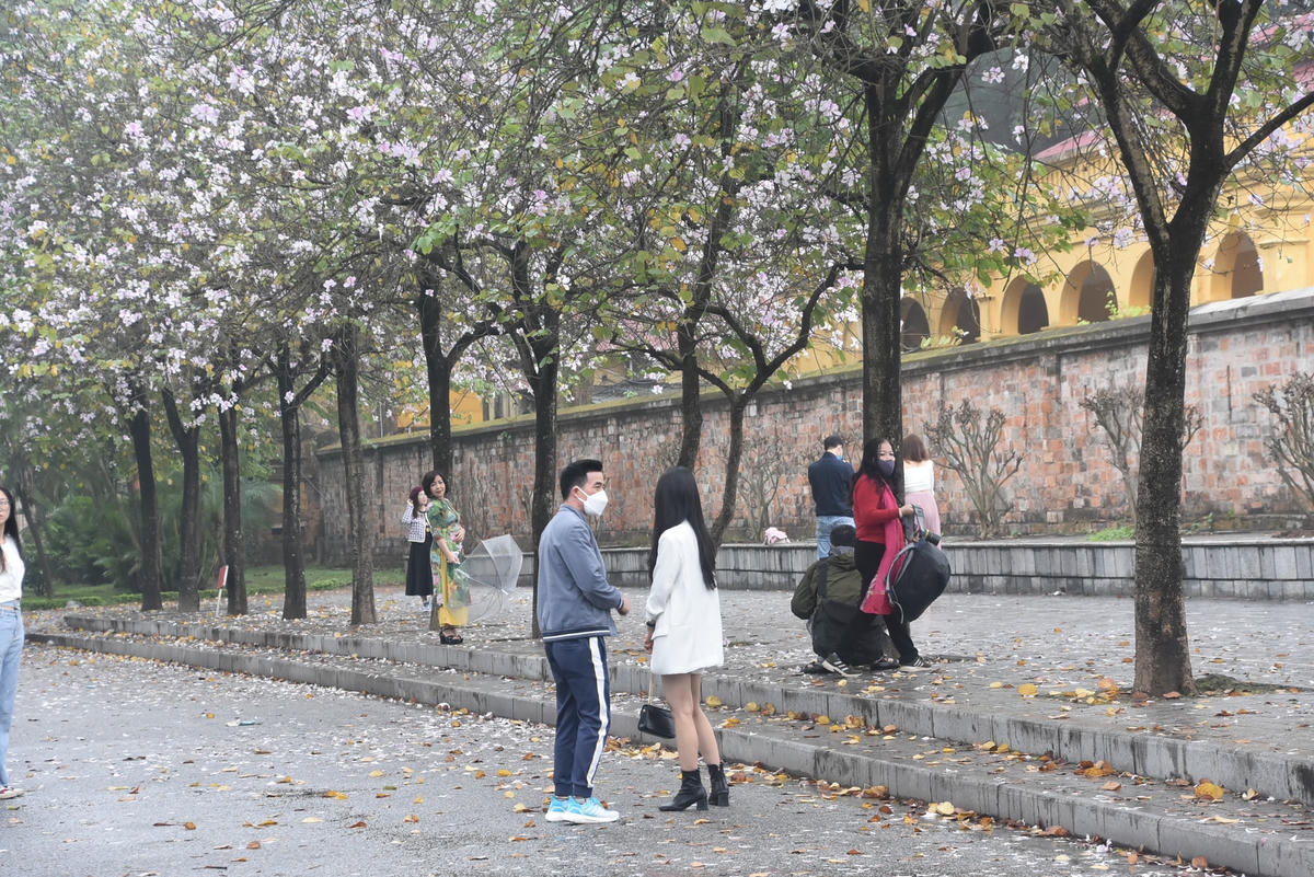 Con đường hoa ban trên tuyến phố Bắc Sơn, Hoàng Diệu đang vào thời điểm nở rộ. Nhiều người dân Thủ đô đã tranh thủ những ngày này để check-in với loại hoa đặc trưng của núi rừng Tây Bắc. 