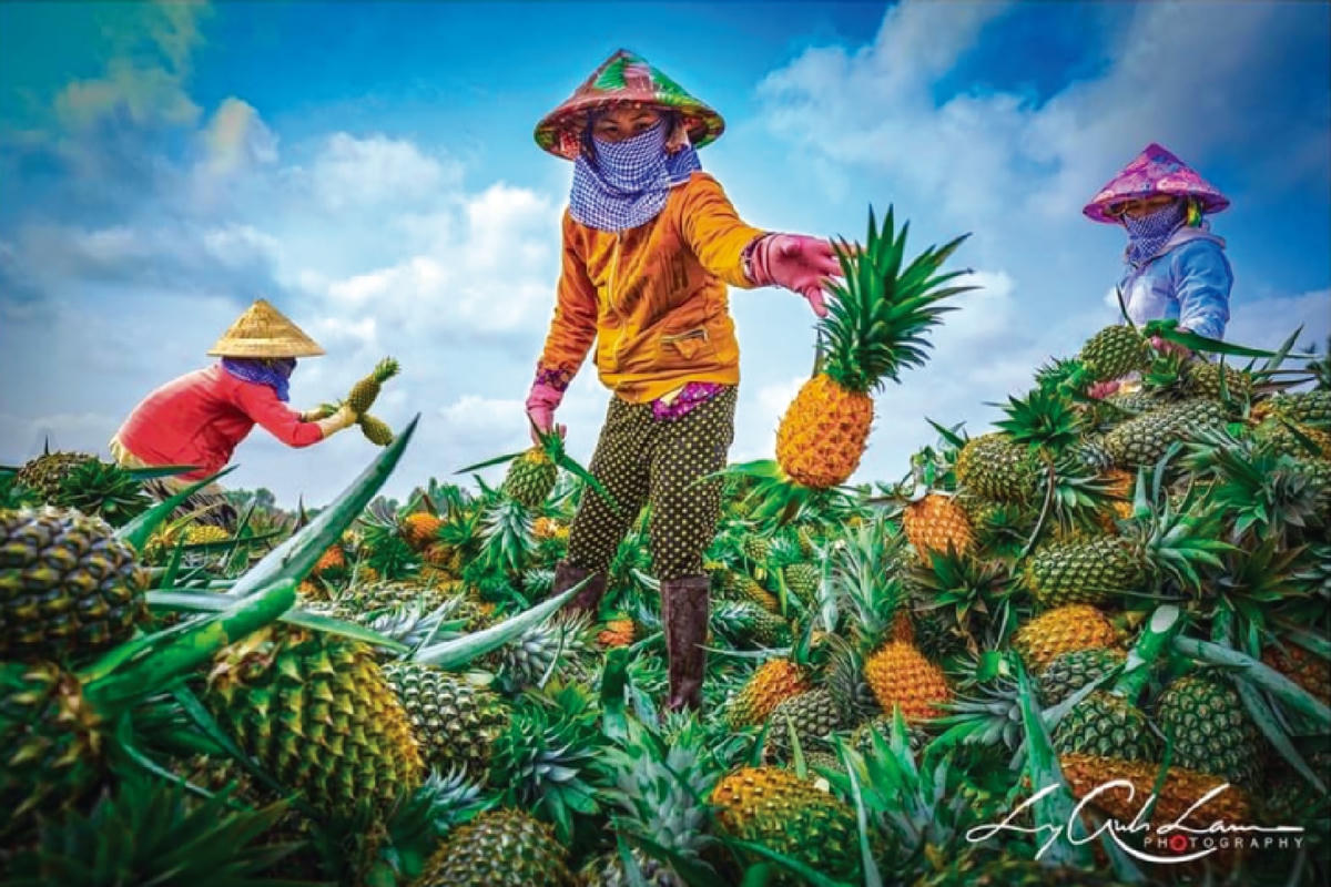 Khóm Cầu đúc, đặc sản của nông nghiệp Hậu Giang.
