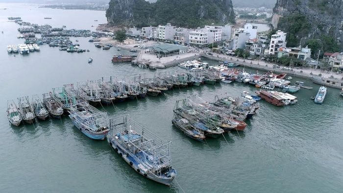 Các phương tiện đường thủy của Quảng Ninh đã ở nơi tránh trú an toàn.