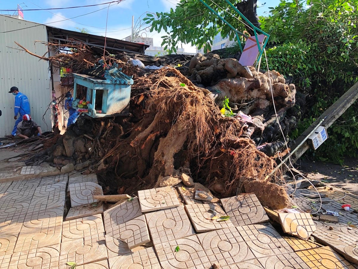 Cây đa bất gốc ngã đè 1 người phụ nữ tử vong.