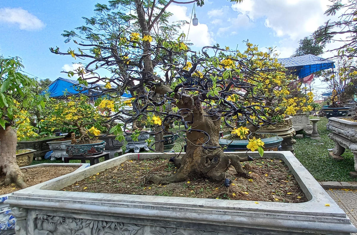Năm nay, tại một số điểm bán hoa Tết trên địa bàn thành phố Huế đã xuất hiện nhiều cây mai đẹp, thu hút nhiều người đến tham quan, chiêm ngưỡng. Ảnh: Nguyễn Quốc.