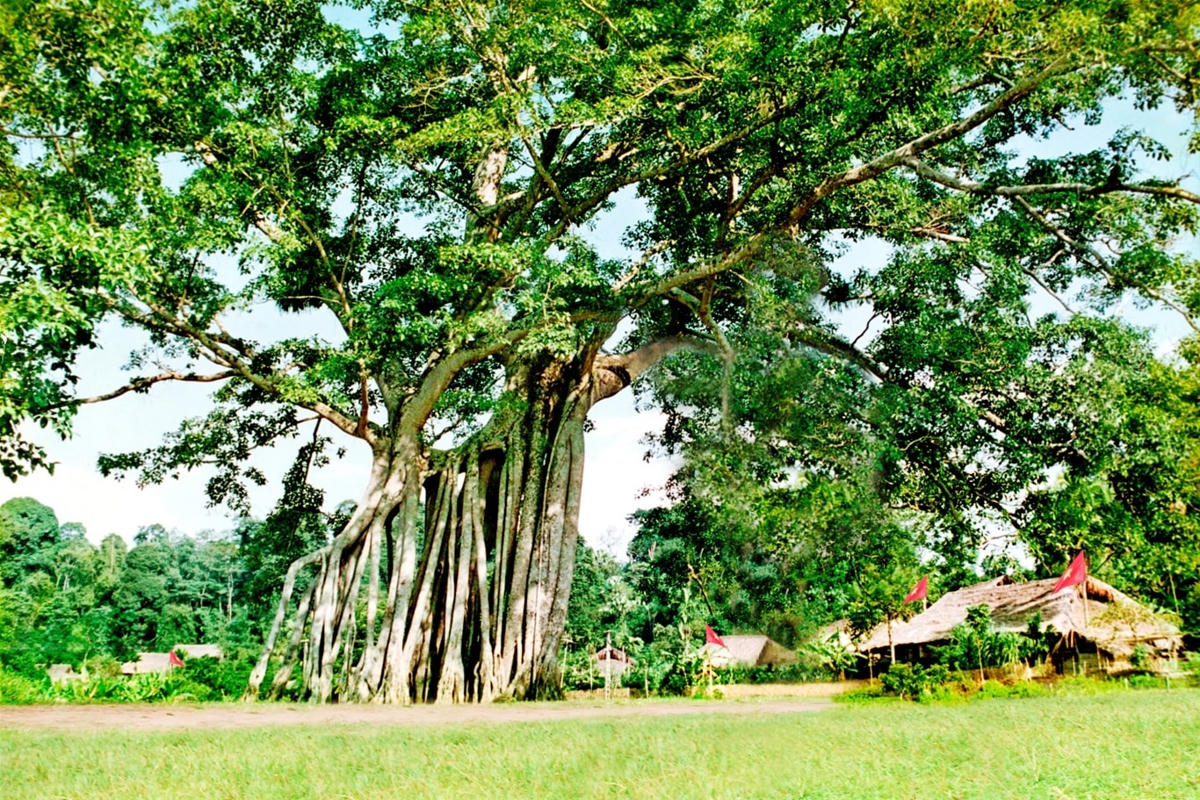 Cây đa Tân Trào (Tuyên Quang).
