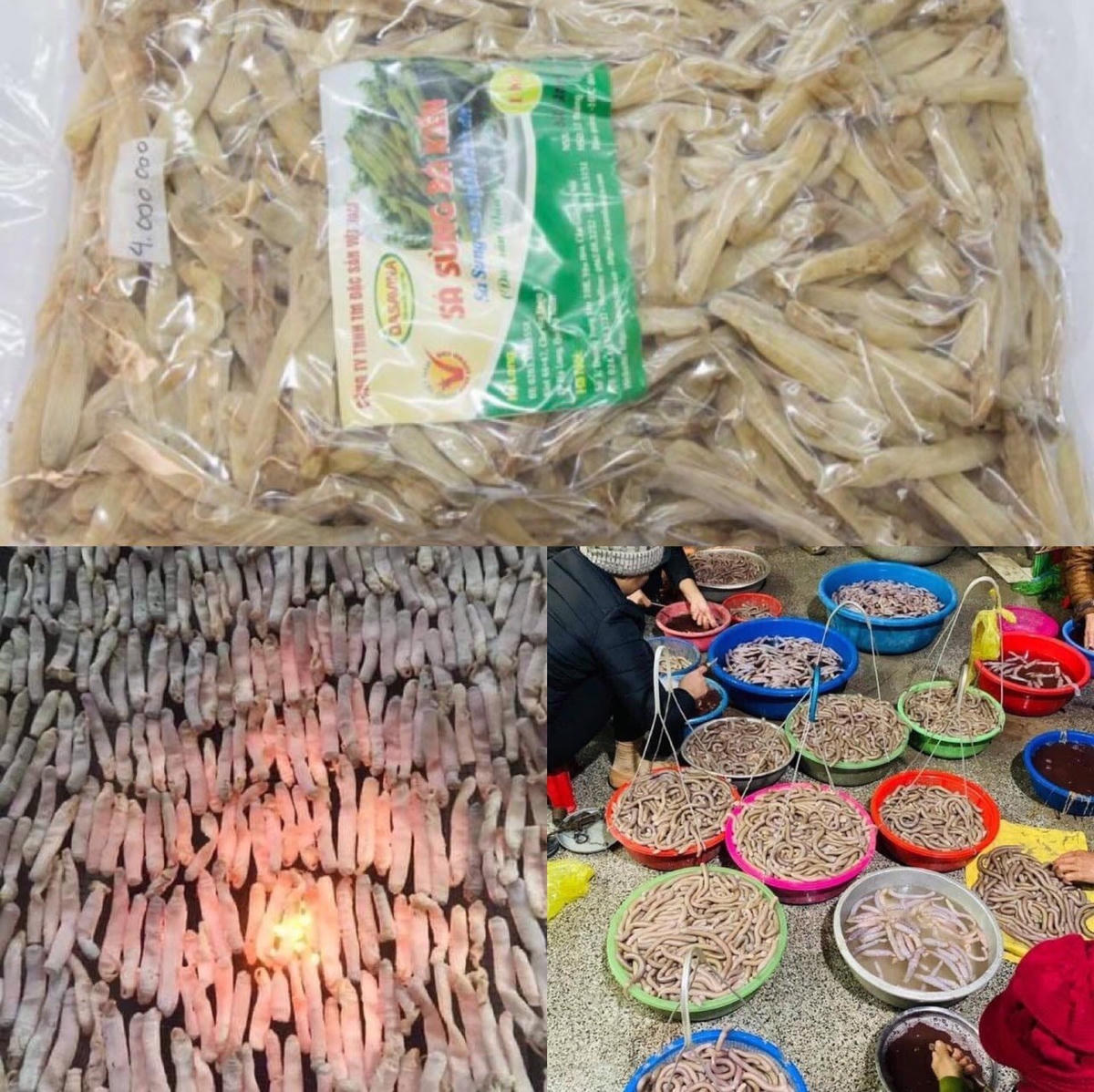Cách chế biến sá sùng thành phẩm rất phức tạp, nếu không cẩn thận sẽ bị lẫn nhiều cát. Giá thành phẩm 1 kg sá sùng khô tương đương với 1 chỉ vàng.
