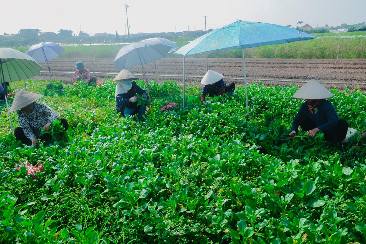 Là một trong những vựa rau củ quả lớn nhất nhì của Hà Nội, tại thôn Đông Cao (xã Tráng Việt, huyện Mê Linh). Tại đây, người dân khẩn trương thu hoạch lứa rau đã lớn sau những ngày giãn cách xã hội.