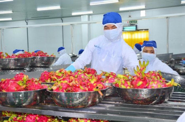 Sơ chế thanh long xuất khẩu tại Long An. Ảnh: Minh Đảm.