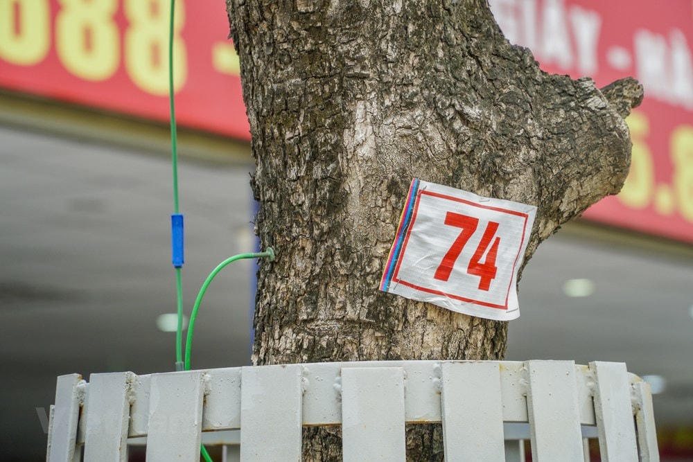 Có khoảng mười cây đang được hỗ trợ truyền dịch. (Ảnh: Minh Hiếu/Vietnam+).