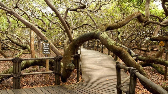 Biển cảnh báo du khách nên thận trọng không làm tổn hại tới cây.