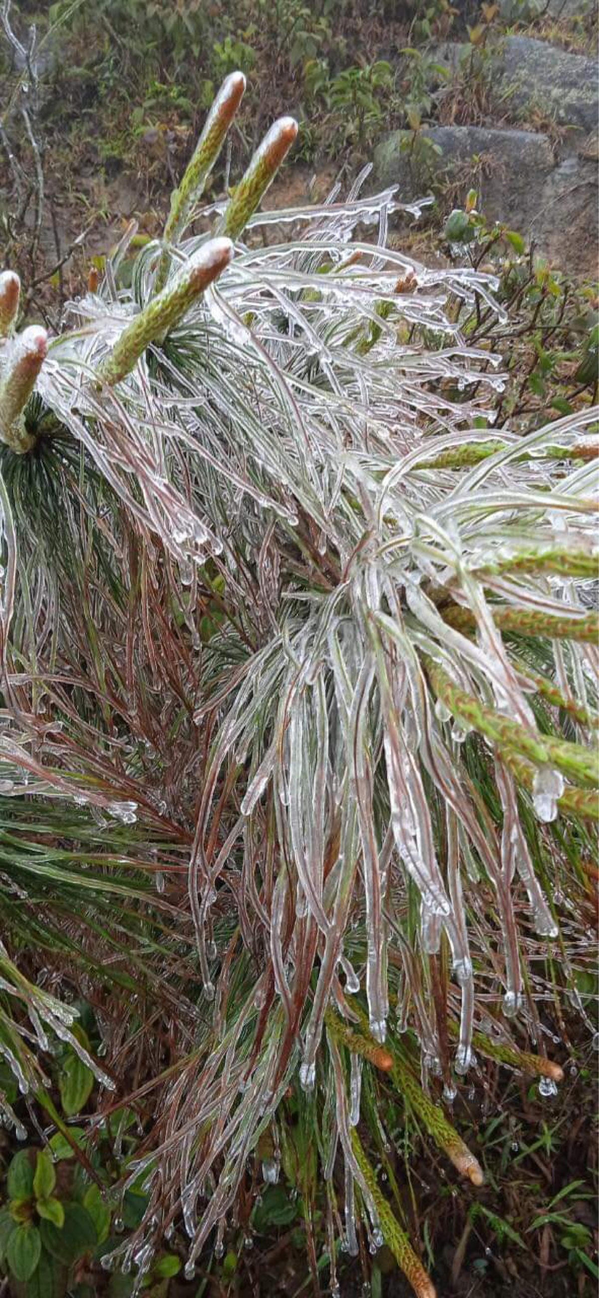 [VIDEO] Băng giá xuất hiện ở Bình Liêu (Quảng Ninh)