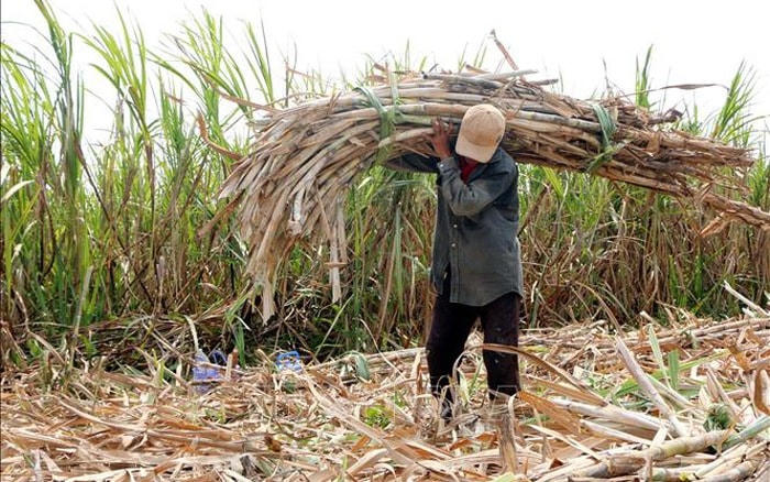 Người nông dân phải bỏ ruộng mía vì thua lỗ. Nguồn:Internet.