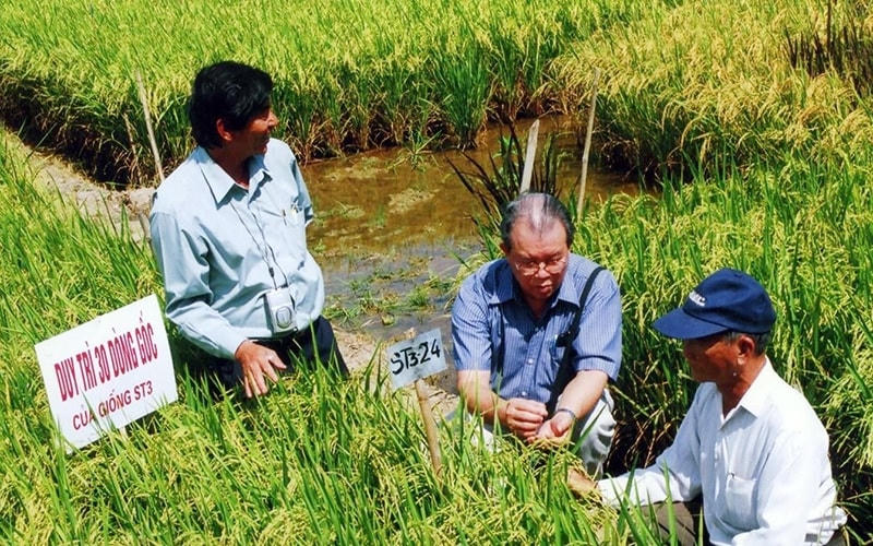 GS Võ Tòng Xuân (giữa) trên cánh đồng lúa thử nghiệm.