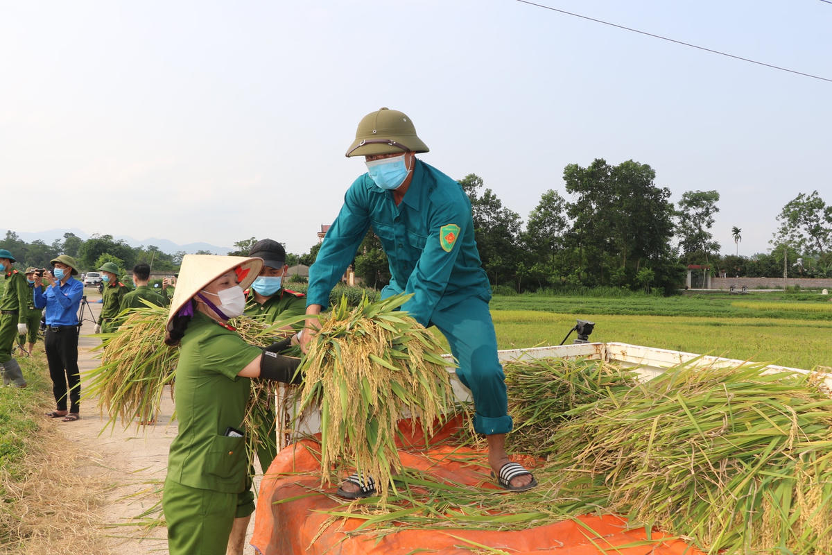 Gặt lúa giúp bà con trong thời gian cách ly y tế