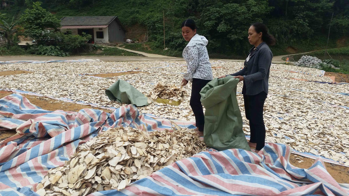 Người dân Lạng Sơn thu gom dược liệu xuất qua Trung Quốc. Ảnh: Minh Quân.