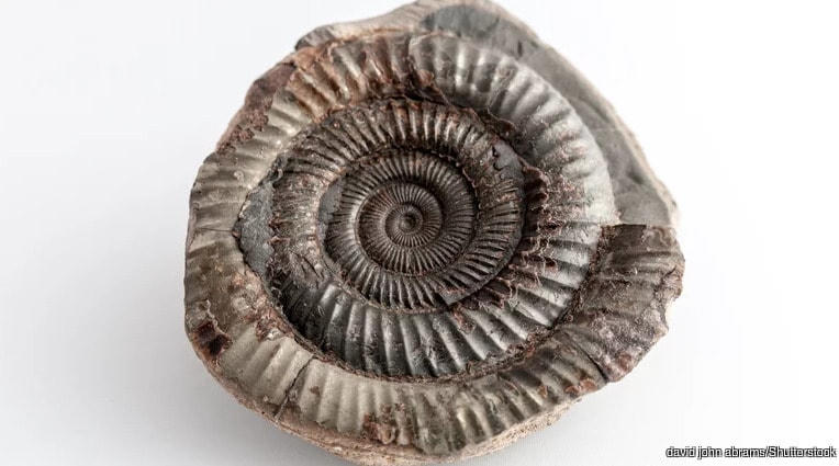 Bí ẩn về 11 cuộc đại tuyệt chủng trên Trái Đất, tiên đoán về sự kiện thứ 12