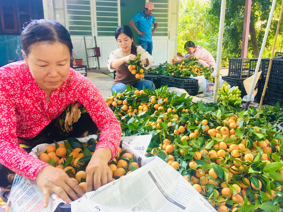 Trái thanh trà sau khi hái từ trên cây xuống được phân loại nhất, nhì, ba để đóng gói và vận chuyển giao cho thương lái.  