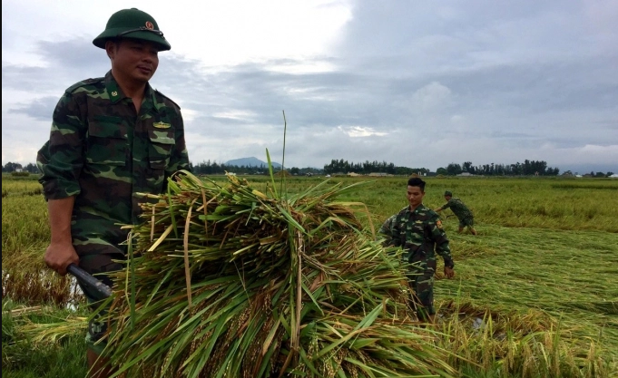 Các chiến sĩ Bộ đội giúp người dân thu hoạch lúa. Ảnh minh hoạ.