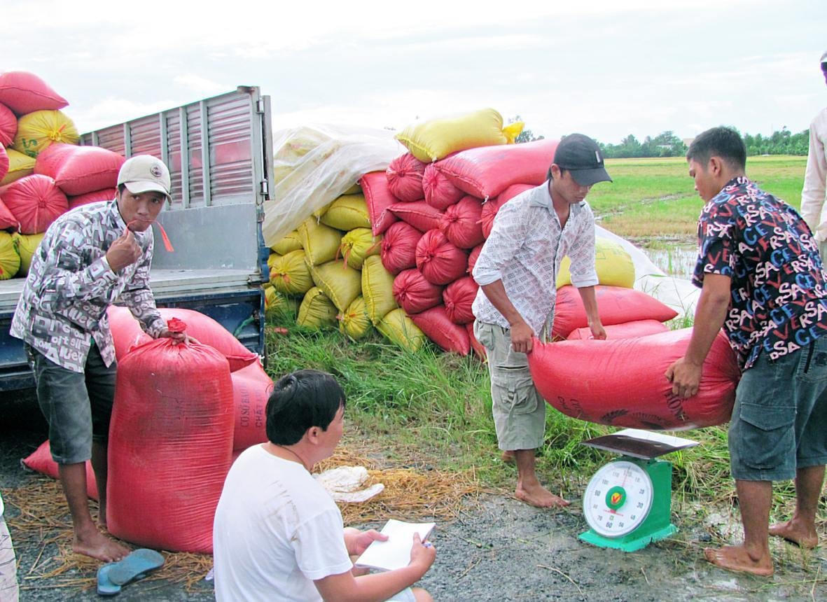 Trong thời gian dịch Covid-19 lần thứ 4 bùng phát mạnh, nông dân trồng lúa ở ĐBSCL cũng rơi vào tình cảnh tương tự khi thương lái không mặn mà với việc thu mua.