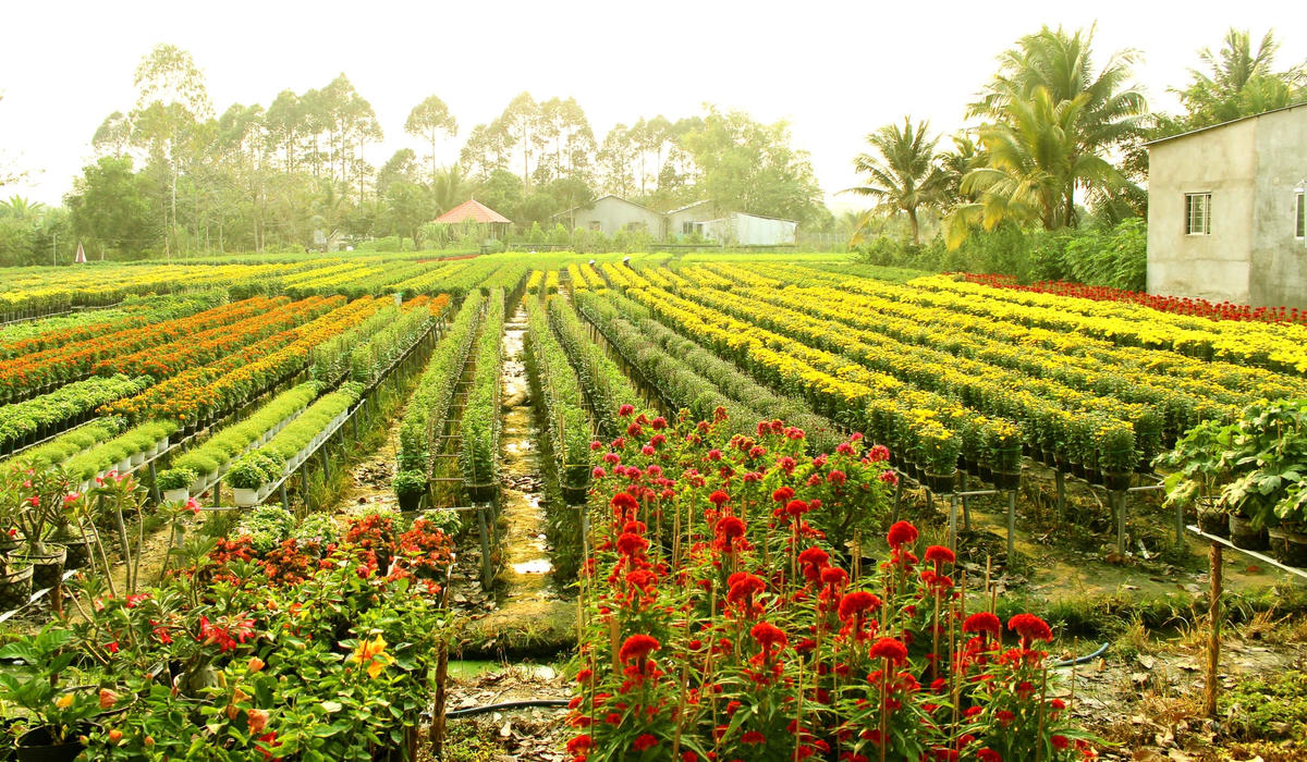 Thời tiết cơ bản thuận tiện nên hoa nở đúng thời gian để phục vụ Tết.
