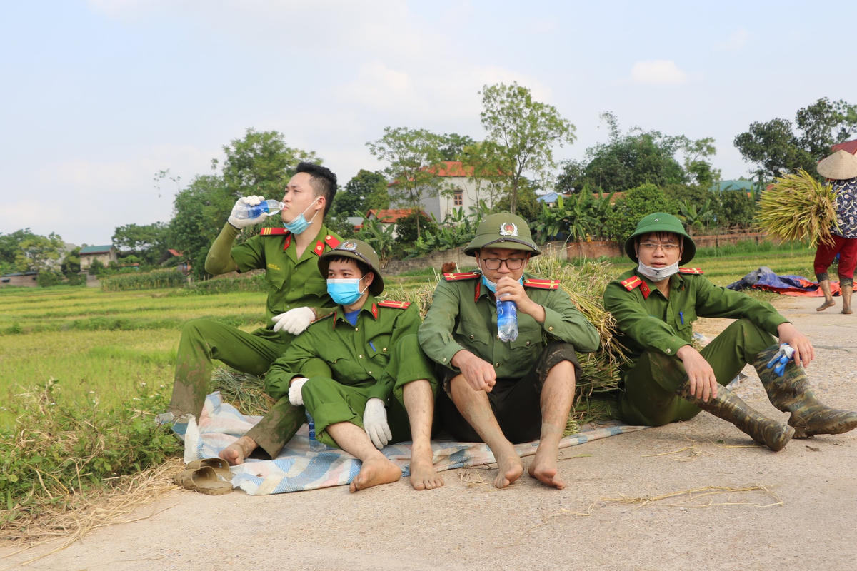 Gặt lúa giúp bà con trong thời gian cách ly y tế