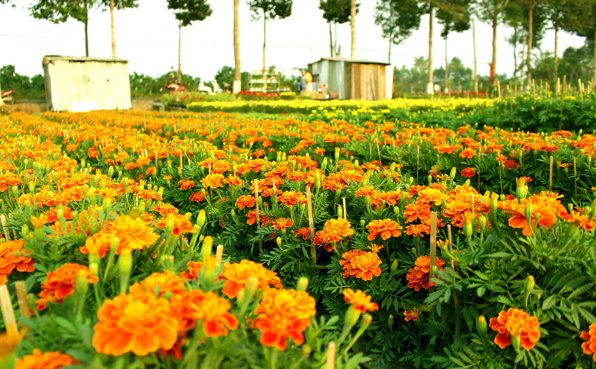 Nhiều loại hoa rực rỡ đón xuân.