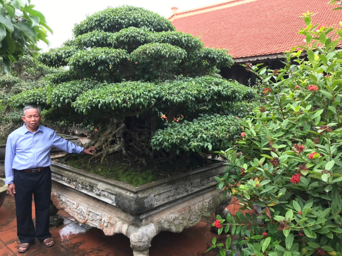 Ông Phạm Văn Vĩnh, người thành công, thành danh với cây cảnh ở xã Hải Phương (Hải Hậu-Nam Định).  