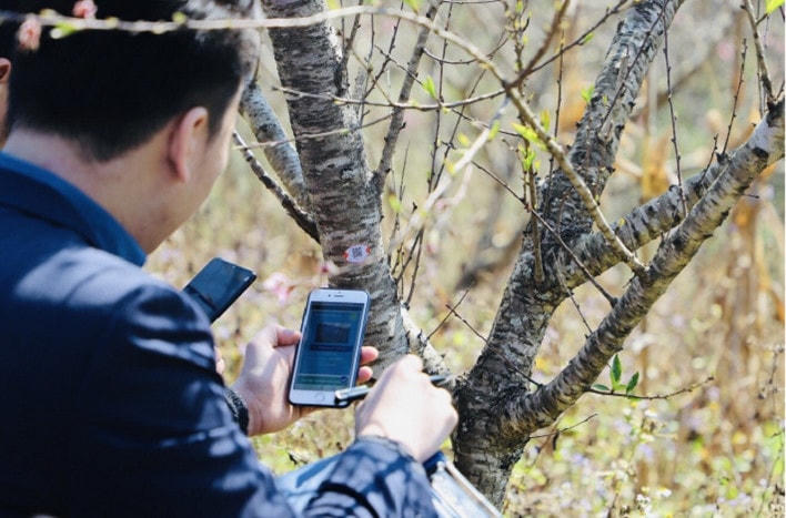 Sơn La thí điểm truy xuất nguồn gốc cây đào
