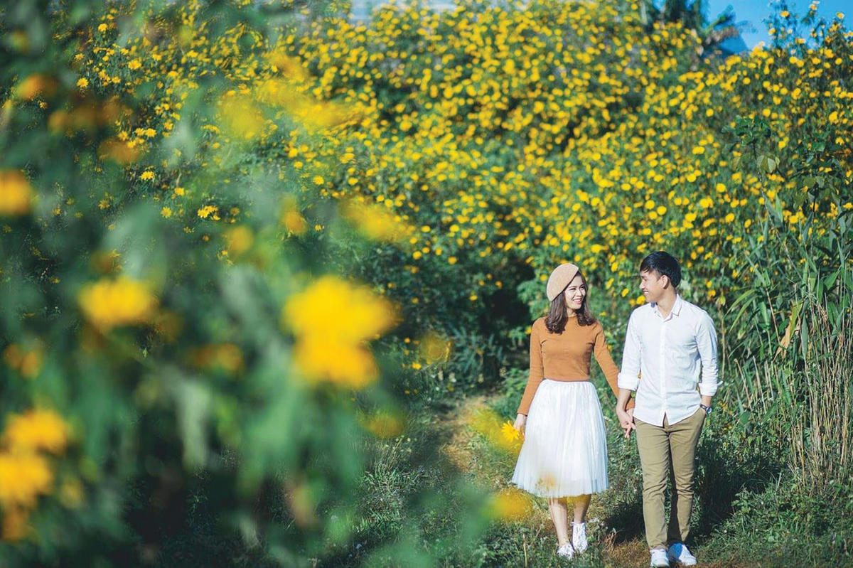 [ẢNH] Mùa hoa dã quỳ