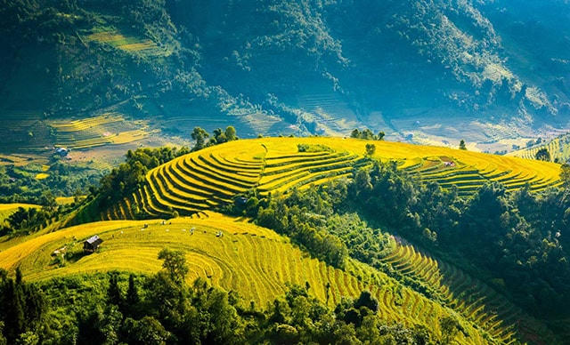 Fansipan mùa lúa chín đẹp ngất ngây