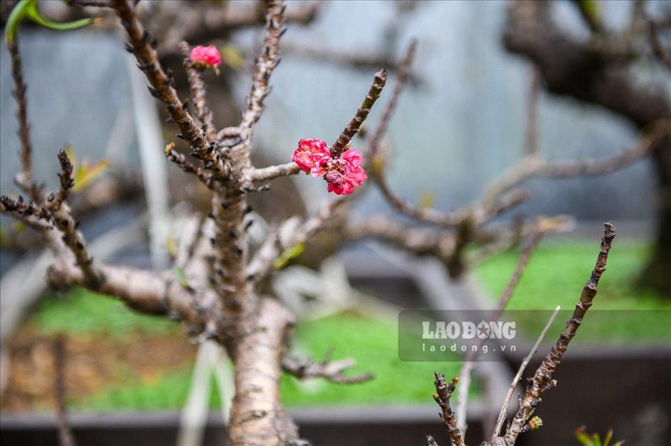 Chủ một vườn đào chia sẻ, những cây đào được trồng trong chậu sẽ phải tuốt lá sớm hơn do đất trong chậu ít dinh dưỡng hơn đất bồi. Ngoài ra, việc tuốt lá cho đào cũng đòi hỏi phải rất cẩn trọng và tỉ mỉ. Ảnh: Báo Lao Động