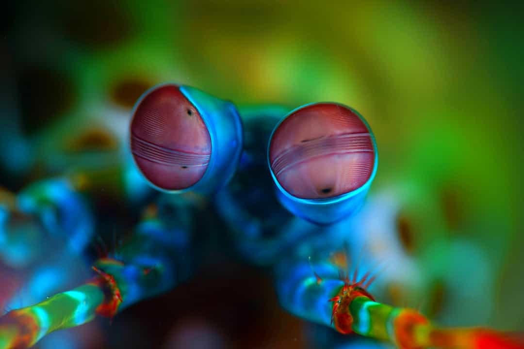 Tôm bọ ngựa Peacock còn được gọi là loài bồ công anh sống dưới nước, có một đôi mắt có thể nhìn thấy ánh sáng phân cực tròn.  