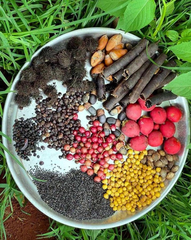 Các loại hạt được nhóm chuẩn bị để làm bom hạt giống.