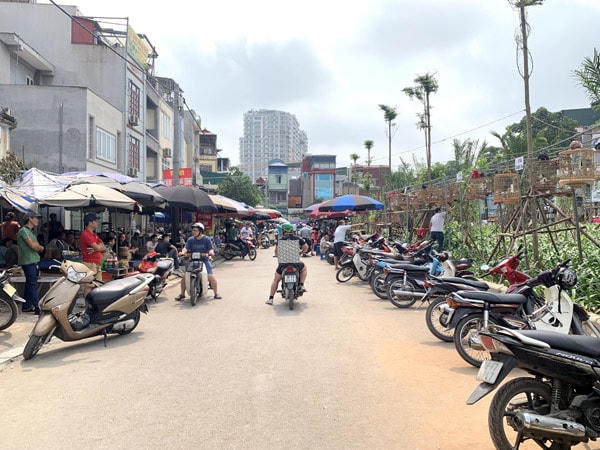 Con đường dưới chân cầu vượt Văn Cao, dốc Tam Đa bỗng dưng trở thành chợ chim một cách tự phát.