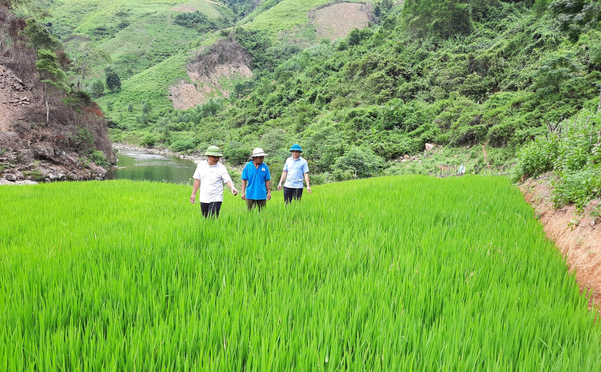 Diện tích trồng lúa nước của gia đình ông Hồ Khiên phát triển xanh tốt.