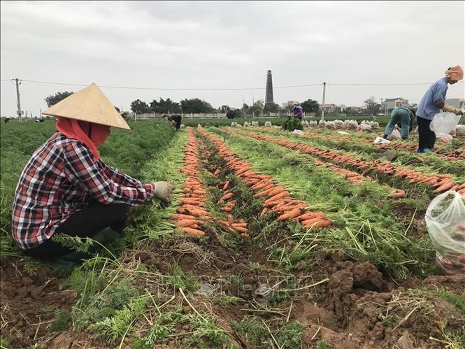 Thu hoạch cà rốt ở Hải Dương. Ảnh minh họa: TTXVN.