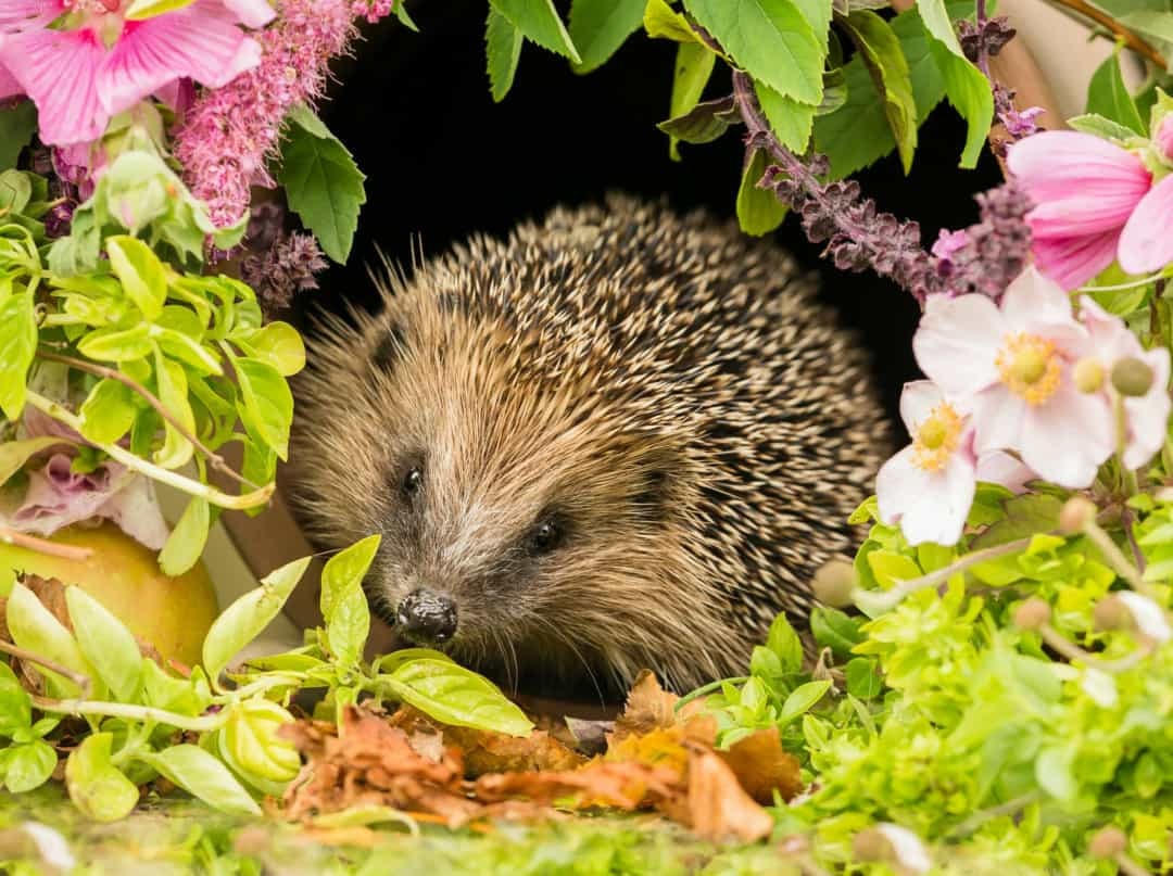 Khi các loài động vật hoang dã ngủ đông