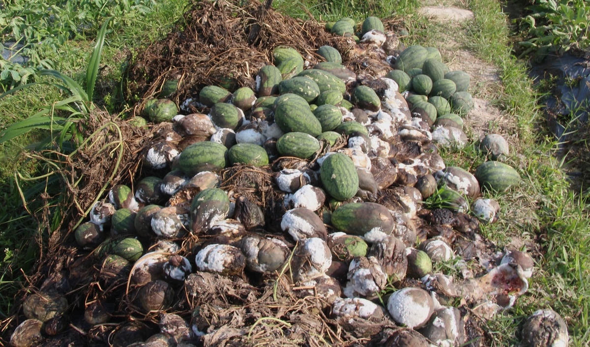 Những dây dưa khô héo chỉ còn lại trái non.