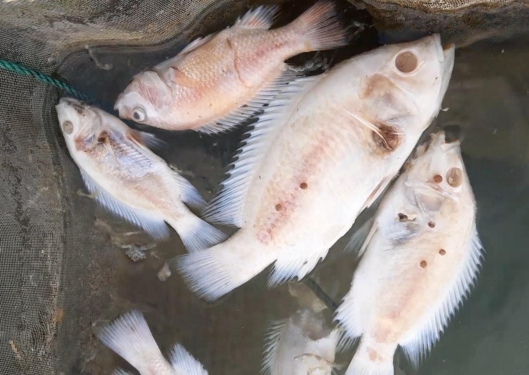 Cá chết ở trong các lồng bè trong lòng hồ thủy điện Sông Tranh 2.