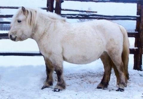 Ngựa Yakut có thể di chuyển dễ dàng qua lớp tuyết dày và chở tới 300 kg hàng hóa. Chúng cũng là một trong những loài ngựa kiên cường nhất, có thể làm việc tích cực lên đến 25-27 năm, trong khi trung bình chung của ngựa là 20 năm.