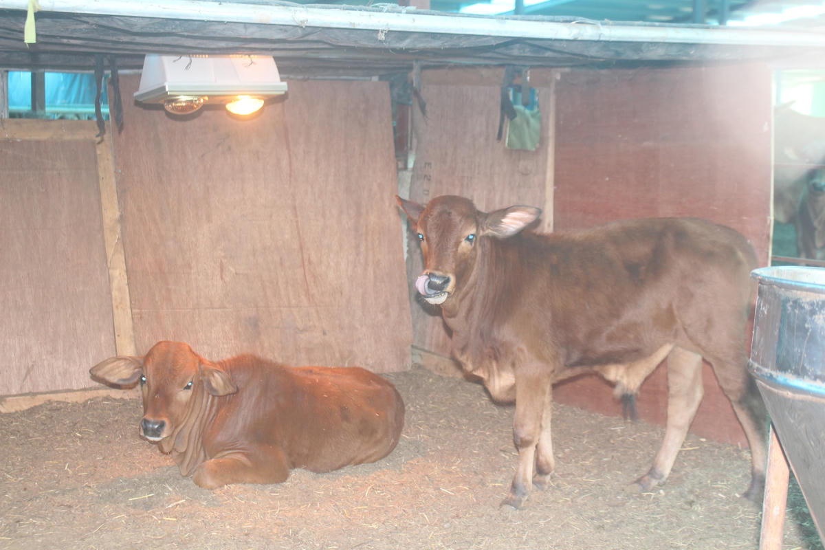 Hiện đã có 57 con trong tổng đàn 195 con trâu bò của 39 hộ chăn nuôi ở 13 xã thuộc 8/8 huyện trong tỉnh được ghi nhận đã mắc dịch