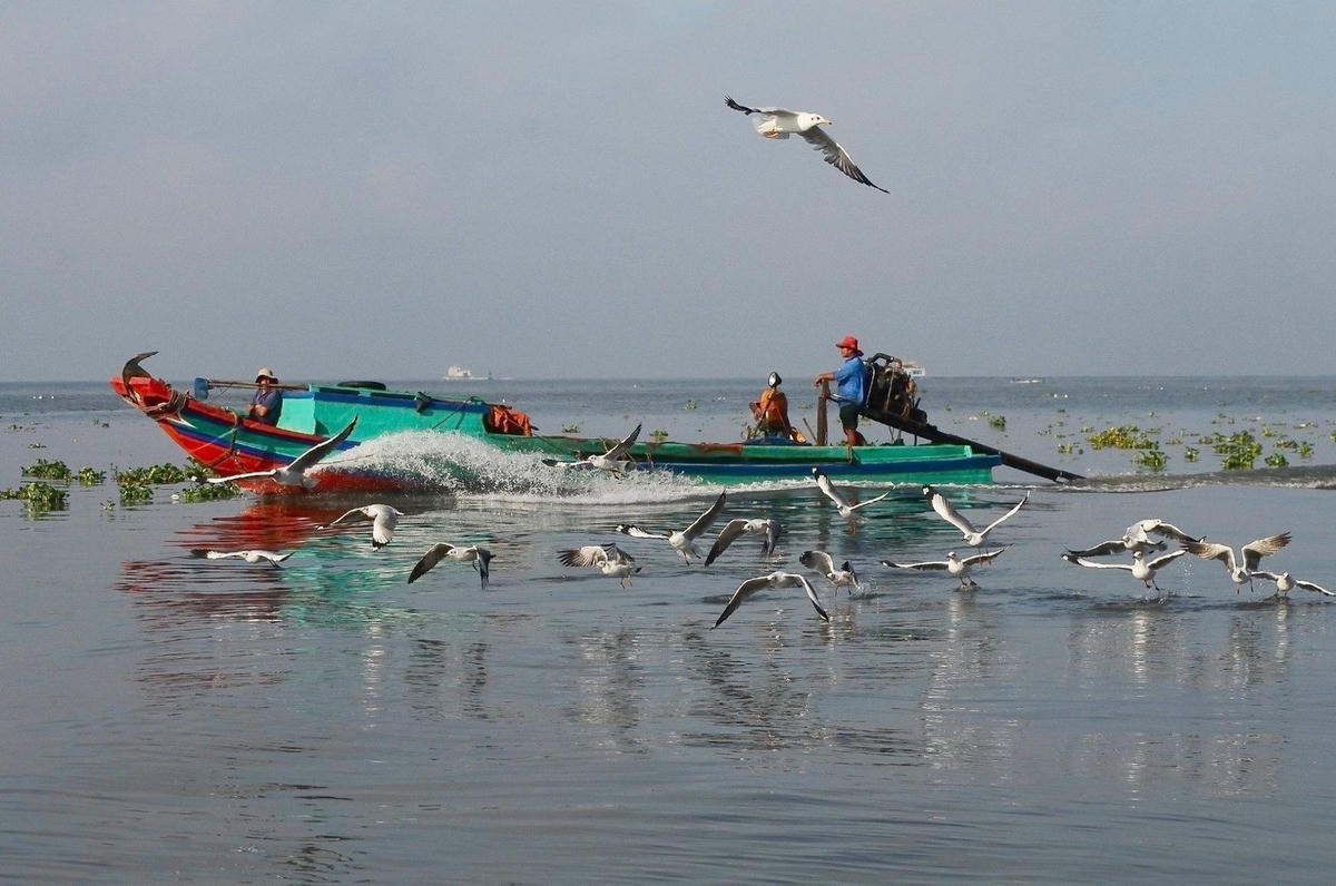 Mùa chim hải âu
