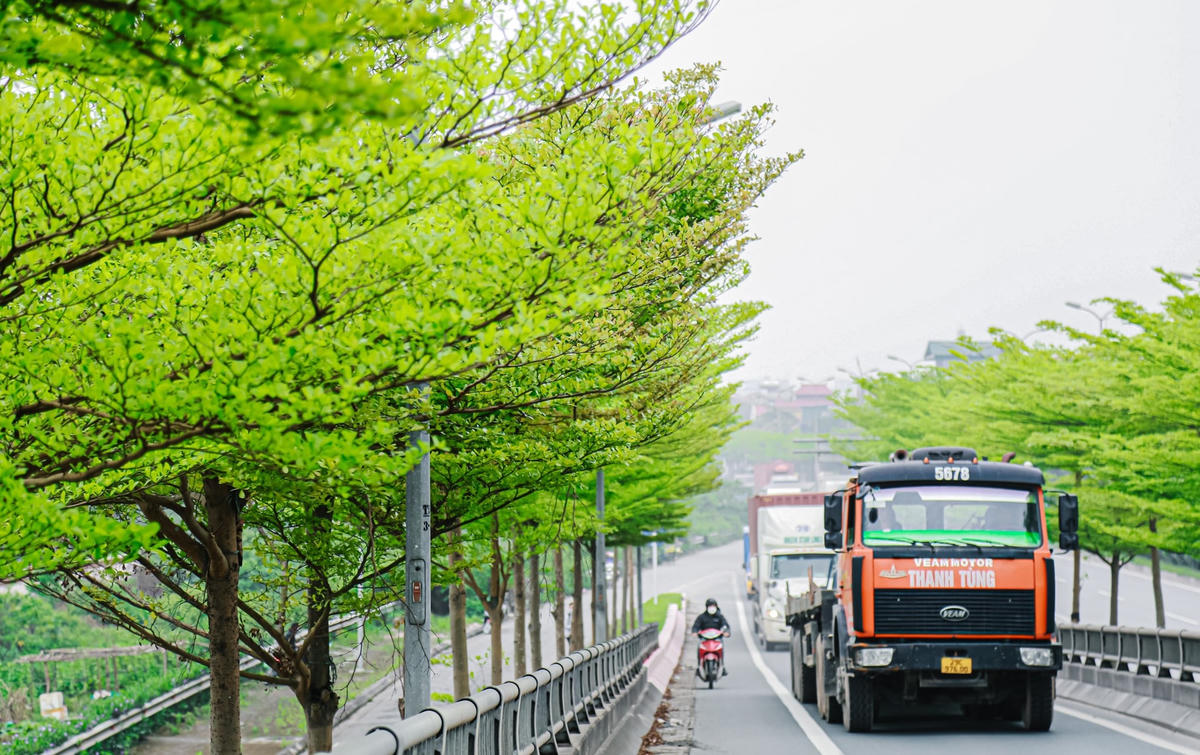 Hàng cây bàng lá nhỏ này đang tạo một không gian mới lạ giữa Hà Nội.