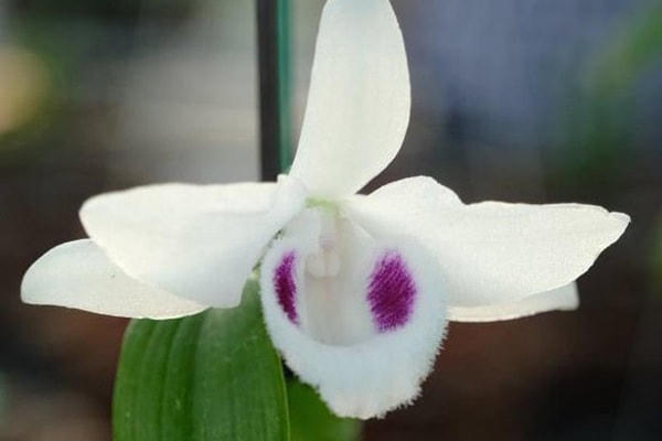 Thôi rồi - lan đột biến