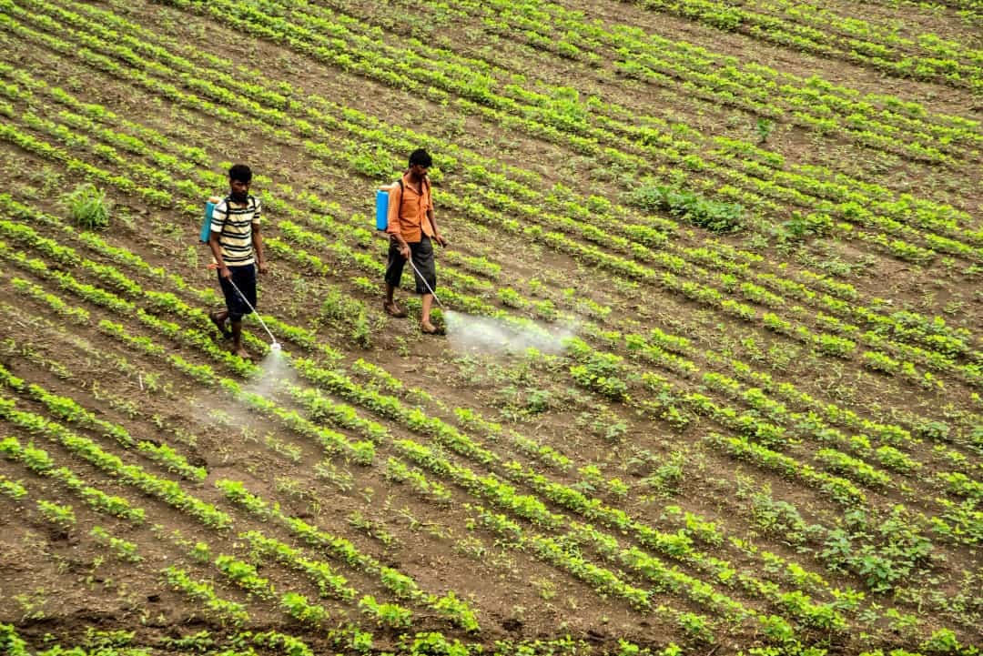 Sử dụng nó như một loại thuốc trừ sâu -Coca-Cola thu hút kiến, chúng ăn ấu trùng của sâu bệnh, đây  là cách làm rẻ và hiệu quả để giữ cho cây trồng của bạn không bị sâu bệnh. Nông dân Ấn Độ đã sử dụng phương pháp này từ rất lâu.