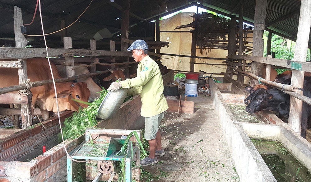 Gia đình ông Nguyễn Hùng luôn có 10 con bò nuôi nhốt.