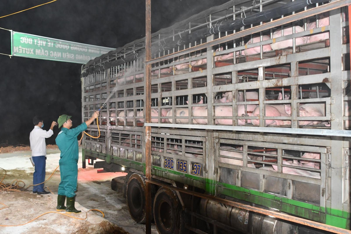 Lợn nhập từ Thái Lan vào Việt Nam. (Ảnh Văn Giang).