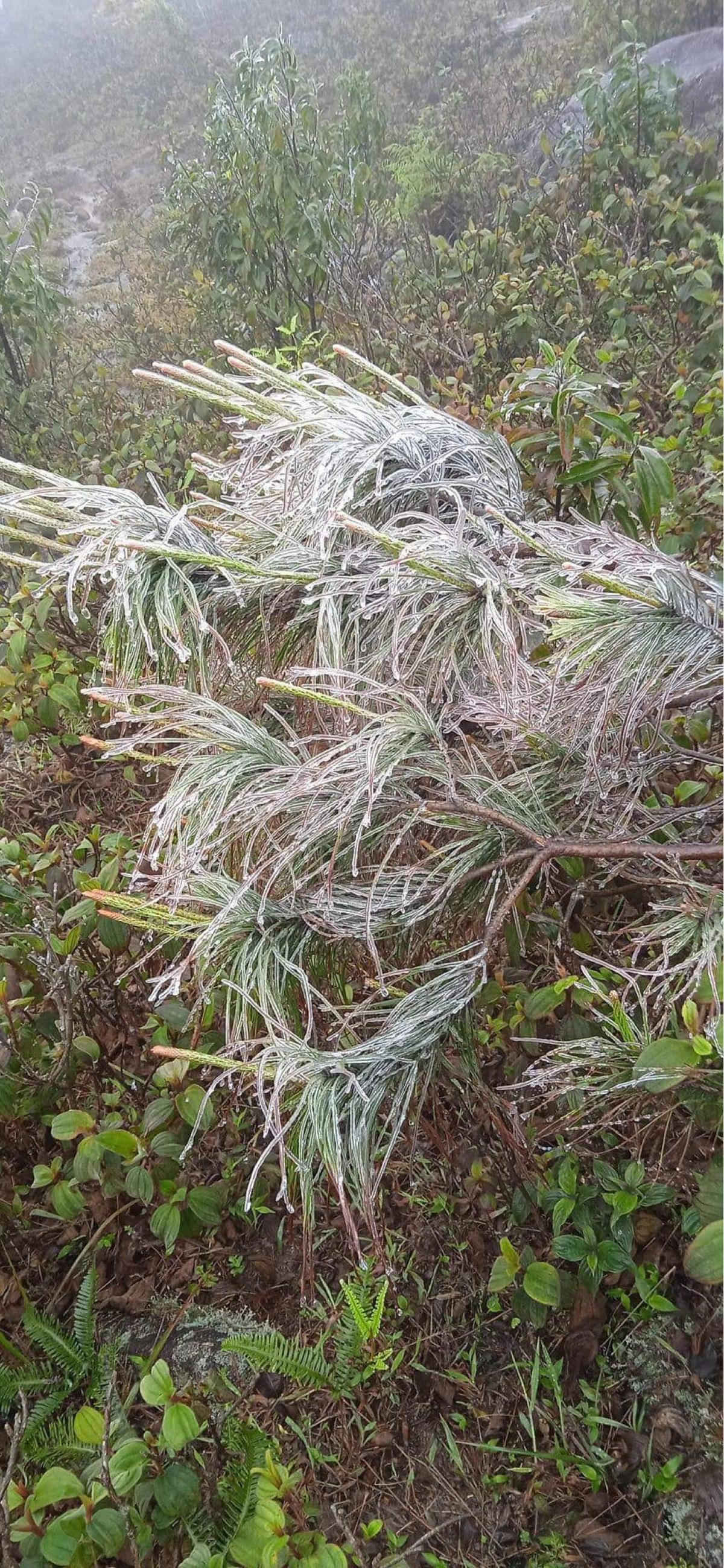 Băng tuyết phủ đầy ngọn cây ở khu vực Vườn hoa Cao Sơn, xã Đồng Văn, huyện Bình Liêu (Quảng Ninh).