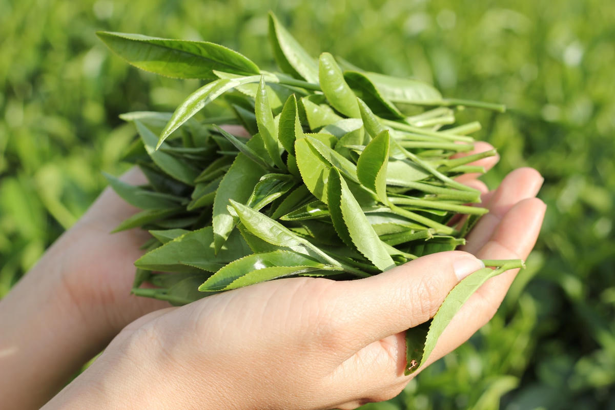 Hương trà cao nguyên