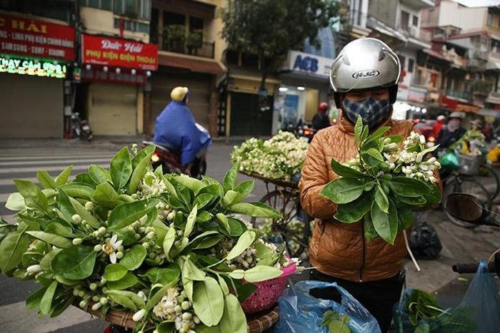 Đầu tháng Ba, hoa bưởi trắng tinh khiết, hương thơm dịu nhẹ lại xuất hiện cũng những xe hàng hoa trên phố phường Hà Nội.