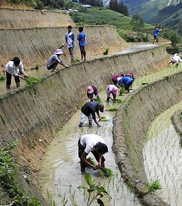 Xanh dần những thửa ruộng bậc thang.