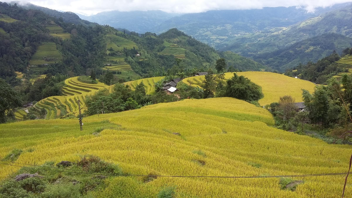 [Ảnh] Lúa chín vàng trên ruộng bậc thang, người Mông mở hội Gầu Tào
