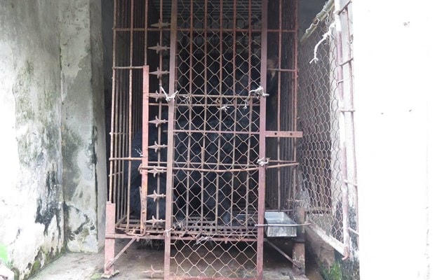 Điều kiện nuôi nhốt không đảm bảo, chiếc lồng chỉ cao khoảng 1m7. (Ảnh: ENV cung cấp).